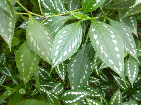 <i>Strobilanthes maculata</i> resmi