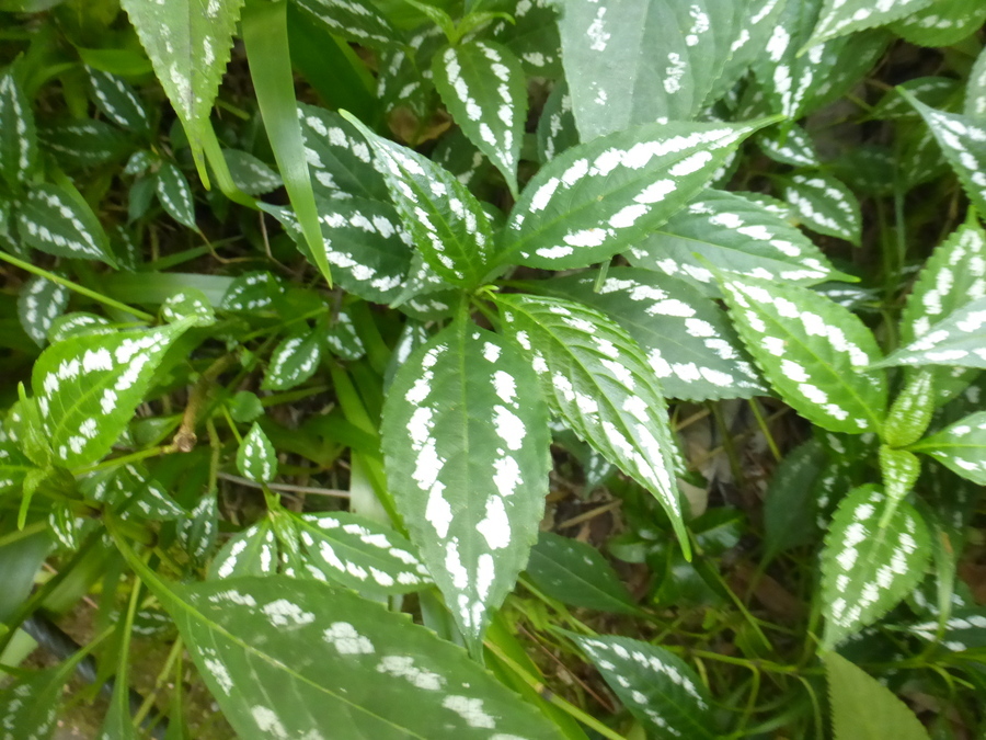 <i>Strobilanthes maculata</i> resmi