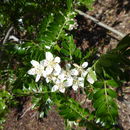 Image de Osteomeles anthyllidifolia (Sm.) Lindl.