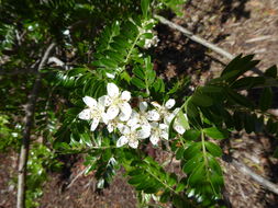 Image of Hawai'i hawthorn