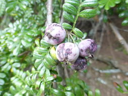 Image of Hawai'i hawthorn