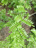 Image of Hawai'i hawthorn