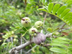 Image of Hawai'i hawthorn