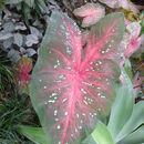 Image of Angel's Wings