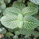 Image de Fittonia