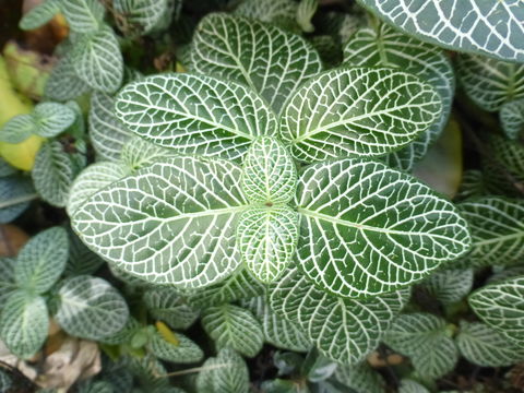 Fittonia albivenis (Lindl. ex Veitch) R. K. Brummitt resmi