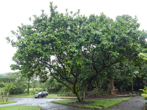 Image of fiddle-leaf fig