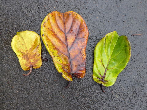 Image of fiddle-leaf fig