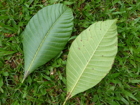 Image of Gardenia tubifera Wall. ex Roxb.