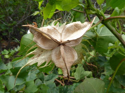 Image of upland cotton