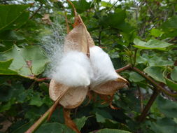 Image of upland cotton