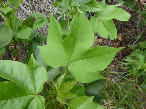 Image of upland cotton