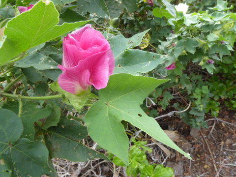 Image of upland cotton