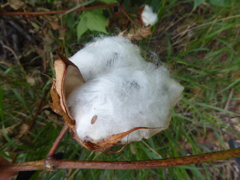 Image of upland cotton