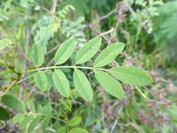 Sivun Indigofera suffruticosa Mill. kuva