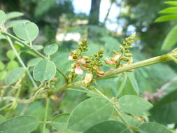 Sivun Indigofera suffruticosa Mill. kuva