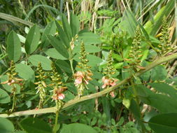 Sivun Indigofera suffruticosa Mill. kuva