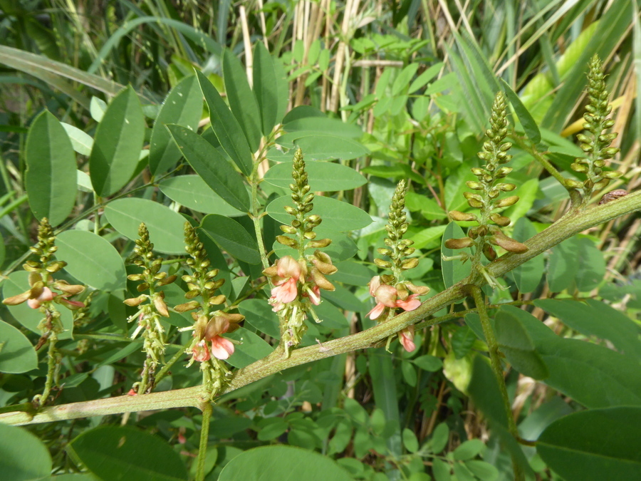 Imagem de Indigofera suffruticosa Mill.