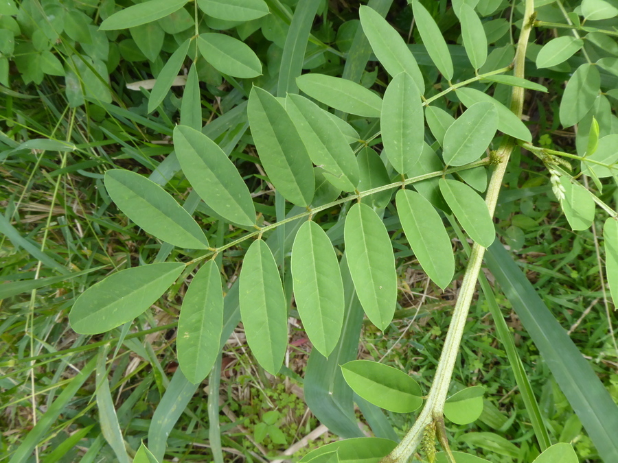 Sivun Indigofera suffruticosa Mill. kuva