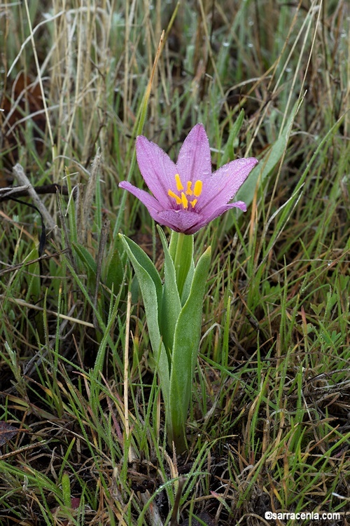 Image of adobe lily