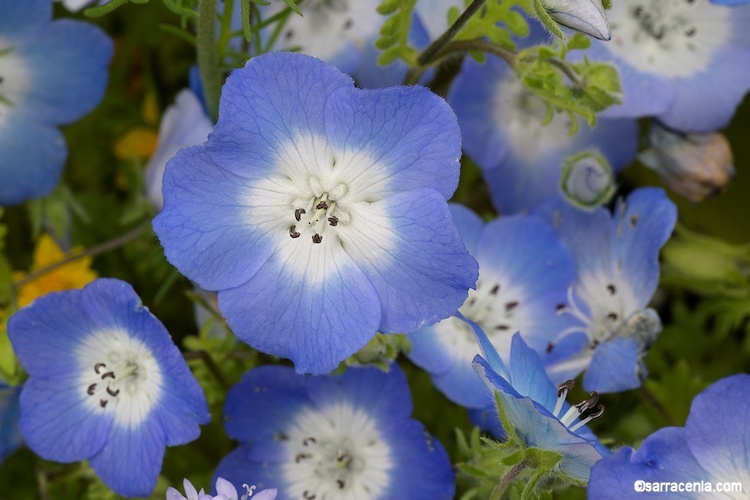 Image of baby blue eyes