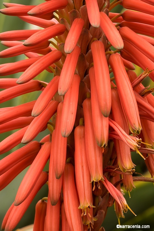 Image of candelabra aloe