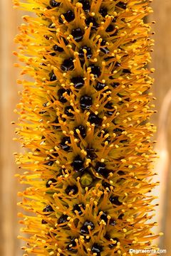 Image of Bottle-brush aloe