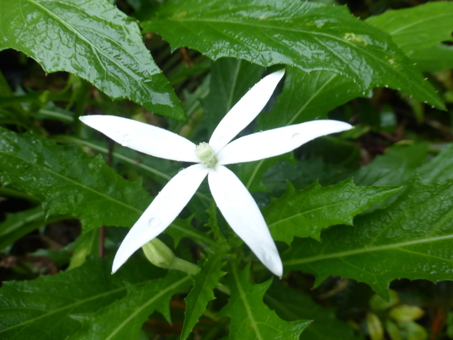 Hippobroma longiflora (L.) G. Don resmi