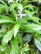 Hippobroma longiflora (L.) G. Don resmi