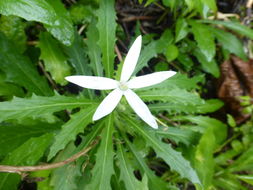 Hippobroma longiflora (L.) G. Don resmi