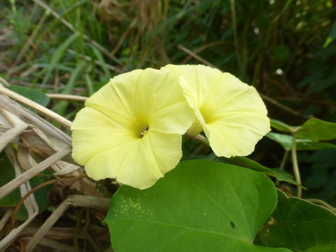 Ipomoea ochracea (Lindl.) G. Don的圖片