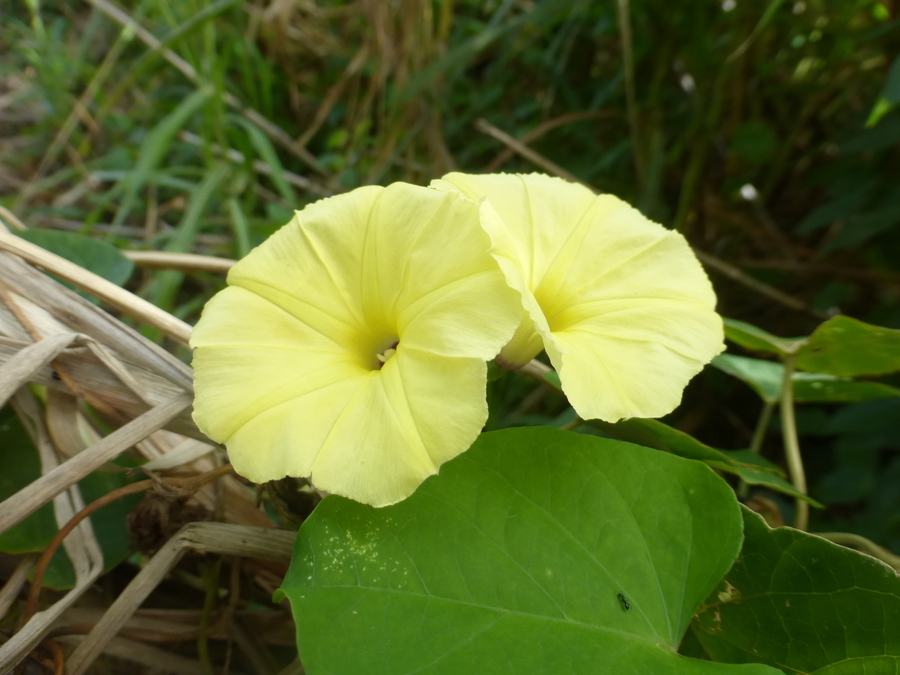 صورة Ipomoea ochracea (Lindl.) G. Don