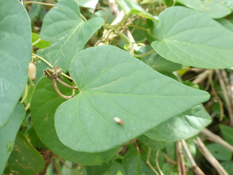 صورة Ipomoea ochracea (Lindl.) G. Don