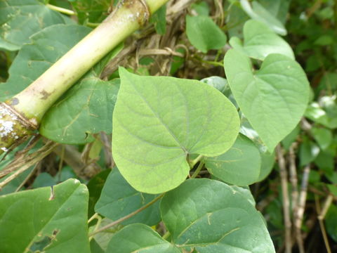 Imagem de Ipomoea ochracea (Lindl.) G. Don