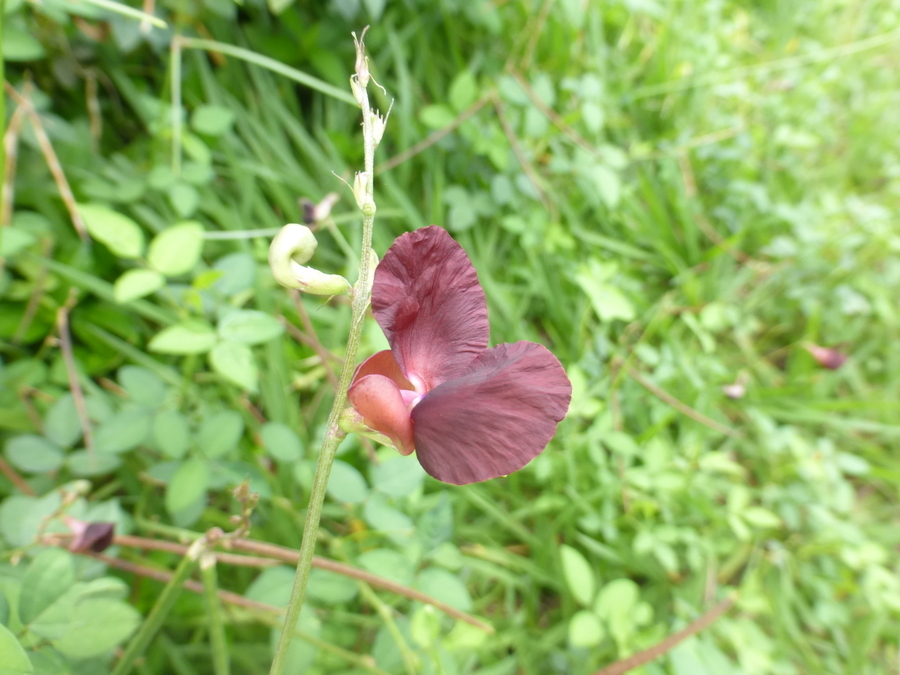 Image of purple bushbean