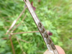 Image of purple bushbean