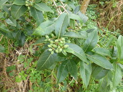 Image of Hawai'i olive