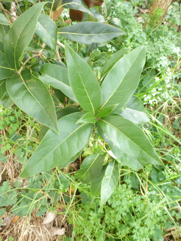 Image of Hawai'i olive