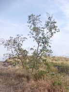 Image of tree tobacco