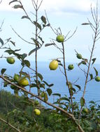 Image of guava