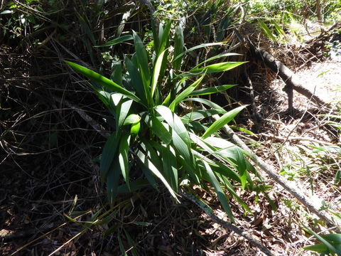 Plancia ëd Setaria palmifolia (J. Koenig) Stapf