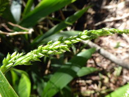 Image of bigleaf bristlegrass