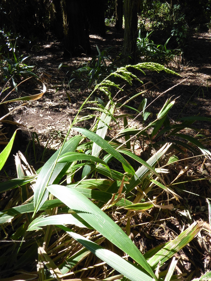 Image of bigleaf bristlegrass