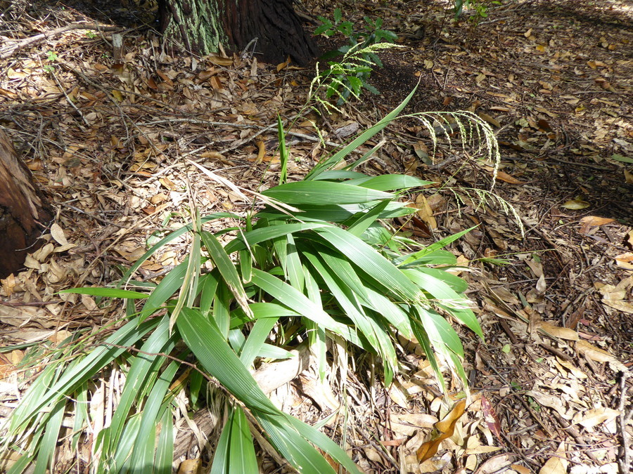 Image of bigleaf bristlegrass