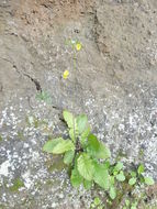 Sivun Youngia japonica (L.) DC. kuva