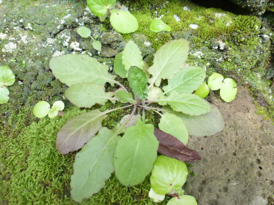 Image of Oriental false hawksbeard