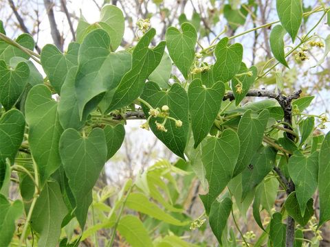 صورة Cynanchum racemosum var. unifarium (Scheele) E. Sundell