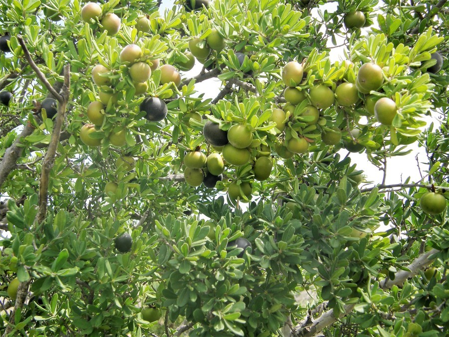 Image of Texas persimmon