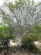 Image de Diospyros texana Scheele