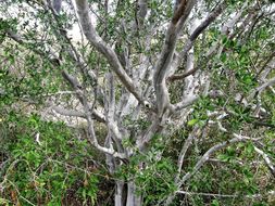 Image of Texas persimmon